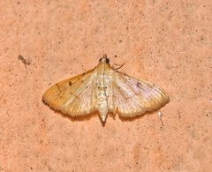 Herpetogramma basalis