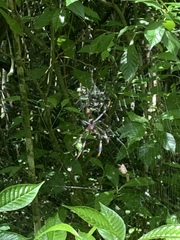 Trichonephila clavipes image