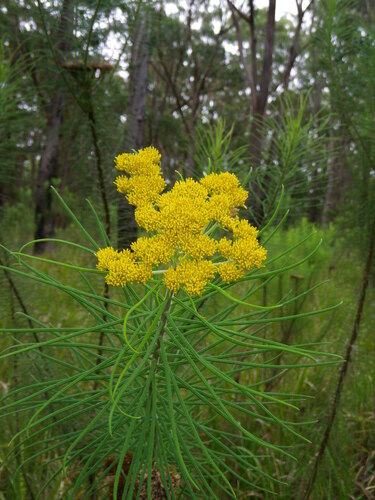 Cassinia leptocephala