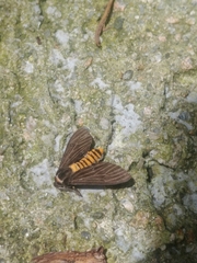 Amsactoides guangxica