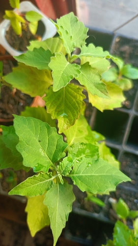 Foto de Maria-pretinha