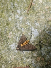 Amsactoides guangxica
