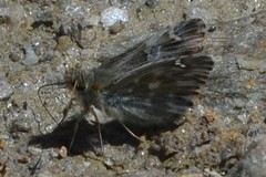 Muschampia floccifera