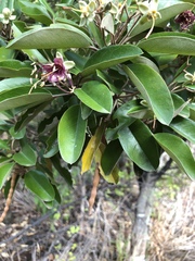Capparis cynophallophora