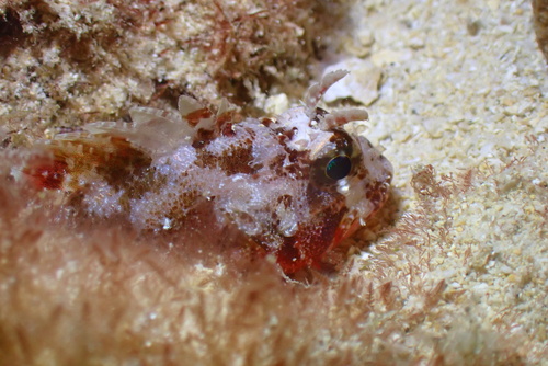 Galactacma scorpionfish (Sebastapistes galactacma) — Scorpaenidae