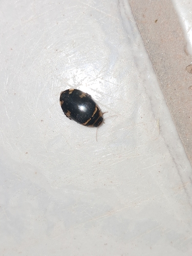 Thermonectus duponti
