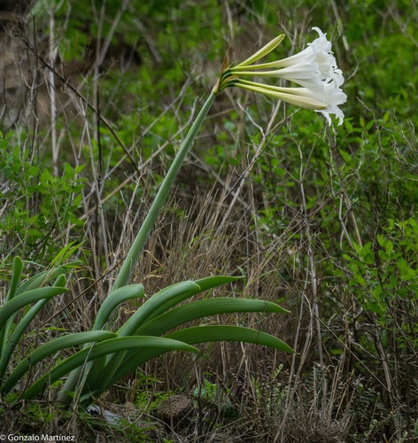 Hippeastrum argentinum, photograph 1