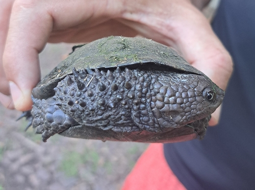 Black Spine-necked Swamp Turtle, Acanthochelys spixii
