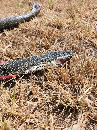 Diamond Python sighting