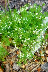 Galium mexicanum