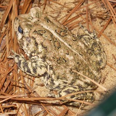 Anaxyrus houstonensis