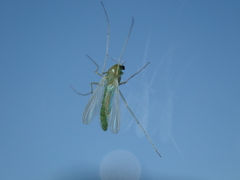 Chironomus riparius