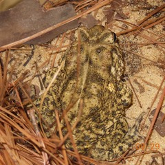 Anaxyrus houstonensis