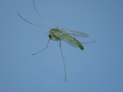 Chironomus riparius