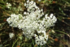 Perideridia parishii