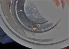 Verrucosa undecimvariolata