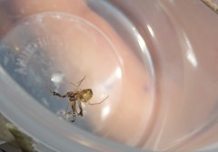 Verrucosa undecimvariolata