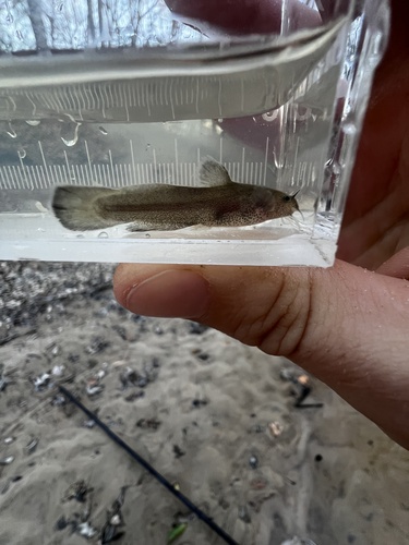 Brown madtom (Noturus phaeus) — Ictaluridae — 5