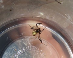 Verrucosa undecimvariolata