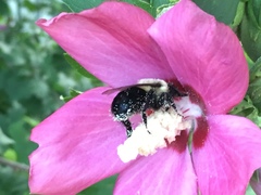 Bombus impatiens