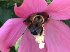 Bombus impatiens