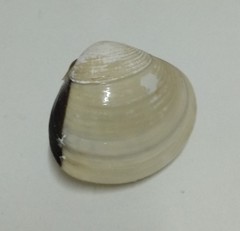 Meretrix lyrata