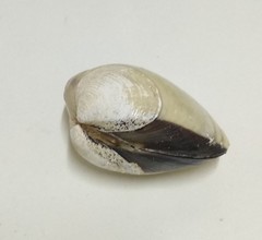 Meretrix lyrata
