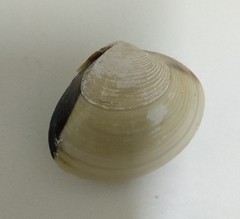 Meretrix lyrata