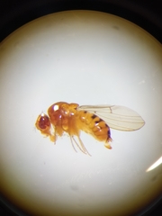 Drosophila testacea