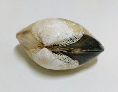 Meretrix lyrata