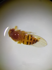 Drosophila testacea
