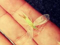 Orthoptera