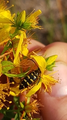 Typocerus sparsus