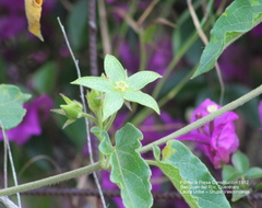 Gonolobus grandiflorus