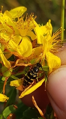 Typocerus sparsus