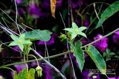 Gonolobus grandiflorus