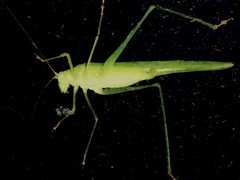 Orthoptera