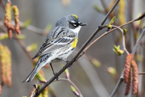 Yellow-rumped Warbler, photo 8 of 9