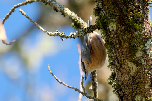 Trepador azul (Sitta europaea)