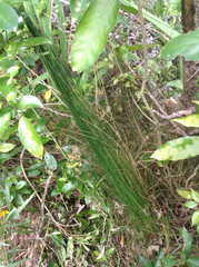 Netrostylis capillaris