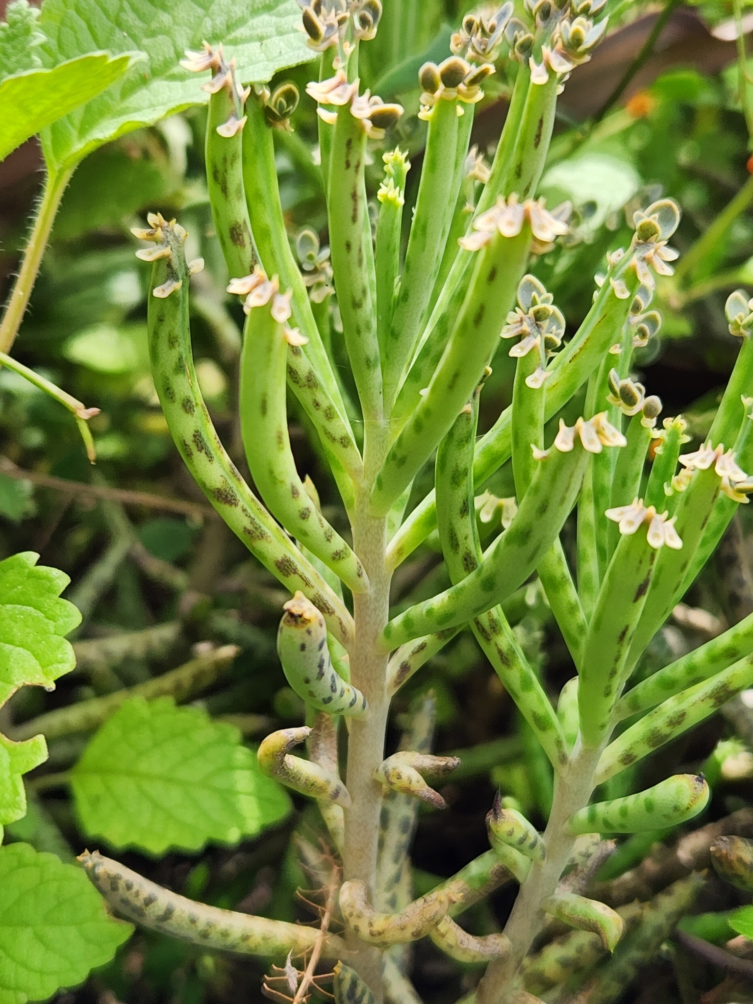 Imagem de Flor da fortuna