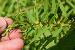 Ludwigia polycarpa