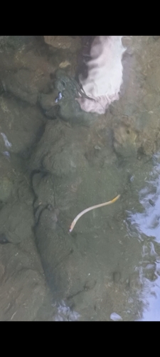 Chilean lamprey (Mordacia lapicida) — Mordaciidae
