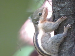 Tamiops mcclellandii