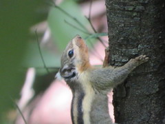 Tamiops mcclellandii