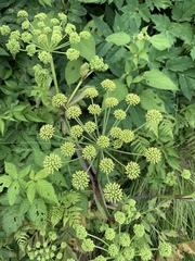 Angelica triquinata