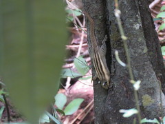 Tamiops mcclellandii