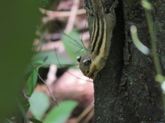 Tamiops mcclellandii