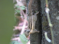 Tamiops mcclellandii