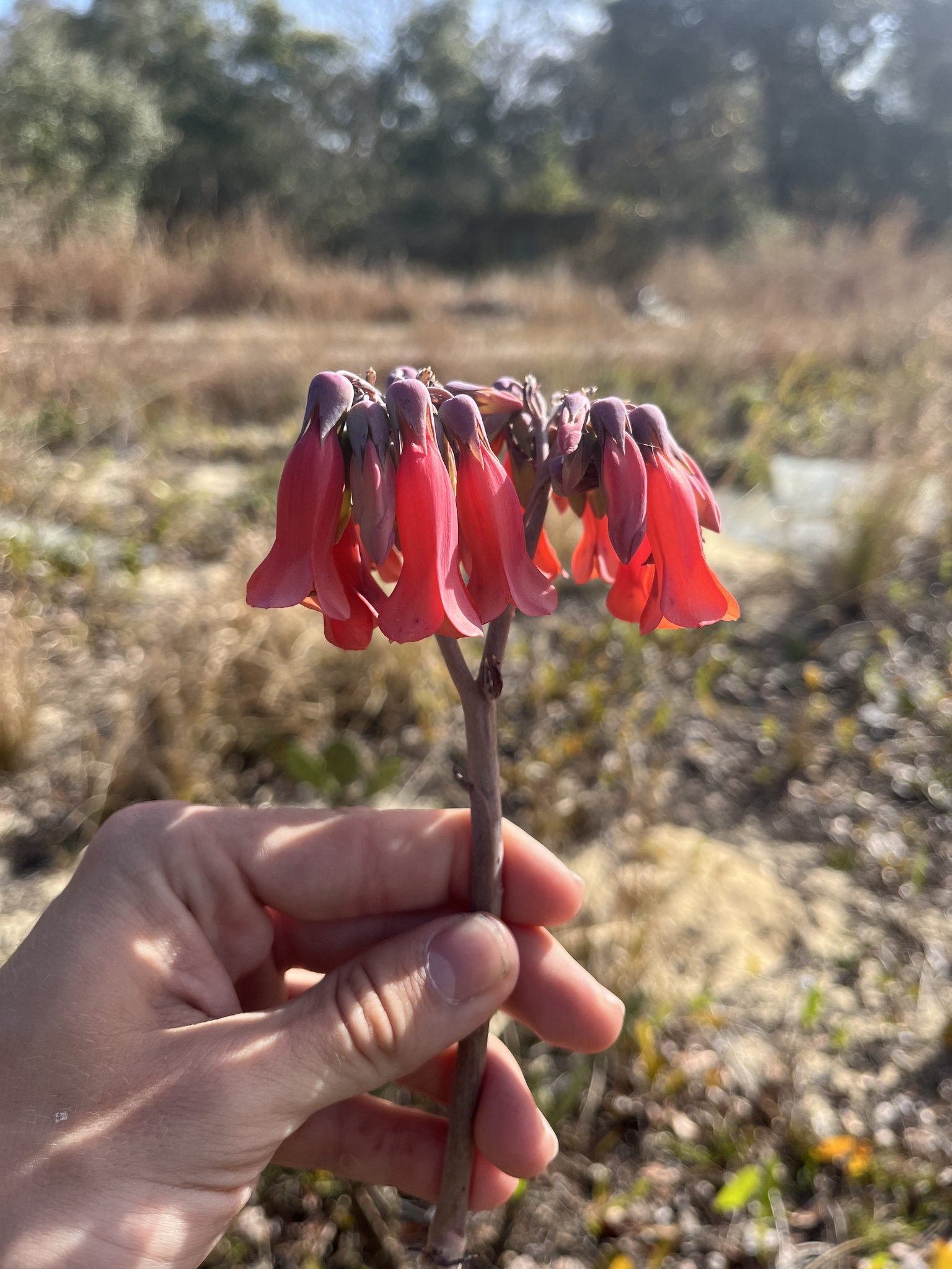 Imagem de Flor da fortuna